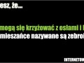 Zebry