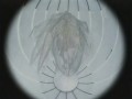 Enigma - Turn Around