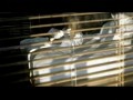 Giulia Siegel - Dance