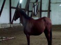 3 y.o stalion for sale