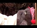 Polyphonic Spree - Hold Me Now