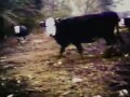 The Raconteurs - Steady As She Goes