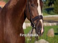 dressage horse for sale