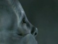 Tool - Schism