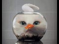 Kotek 