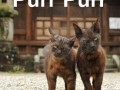 Purr purr
