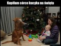 Kucyk