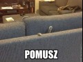 Pomusz