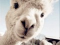 Lama