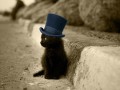 Like a sir