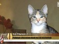 Kot