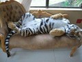 Awww