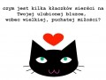 Kot  