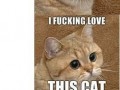 Starecat