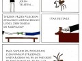 Historia pajaka