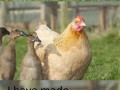 Błędy młodości