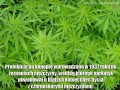 Marijuana