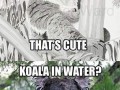 Mokra koala