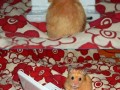 Funny chomik d
