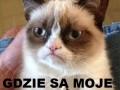 Zły kot jest zły