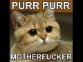 Purr purr