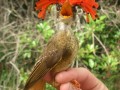 Northern royal flycatcher