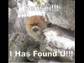 Sensei cat