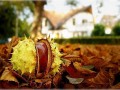 Kasztan