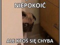 Nie chcę państwa niepokoić
