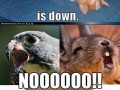 Star fox d