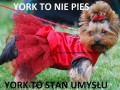 Yorki
