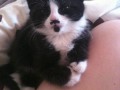 Johny depp cat