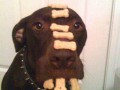 Scooby snaks