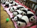 Panda zlobek 3