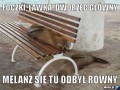 Foczka