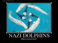 Nazi delfiny