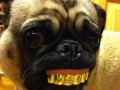 Swag dog