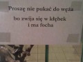 Foch węża