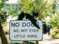 No dogs allowed