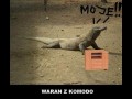 Waran z komodo