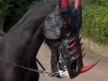 Konik
