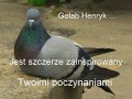 Gołąb henryk
