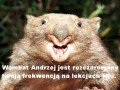Wombat andrzej