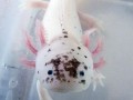 Axolotl