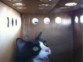 Schrodinger cat