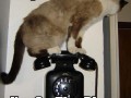 Poczekaj jestem na telefonie