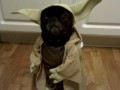 Yoda 4 life