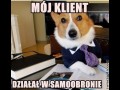 Pies adwokat