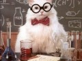Chemistry cat