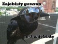 Zajebisty gawron
